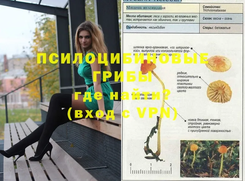 где можно купить   mega ссылка  shop Telegram  Кудымкар  Галлюциногенные грибы Psilocybe 